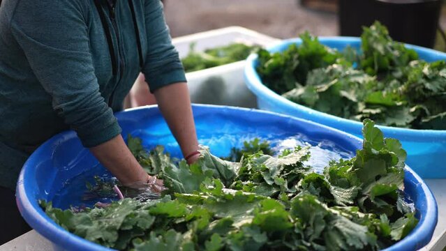 Kale floating in a pool being washed after being freshly picked while farmer churns them cleaning the dirt off. Shot in slow motion.