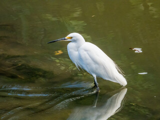 Little Egret in Queensland Australia