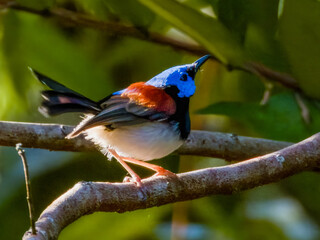 Lovely Fairywren in Queensland Australia