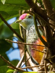 Rose-crowned Fruit Dove in Queensland Australia