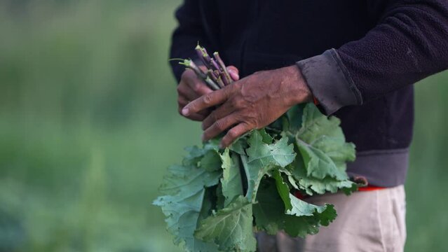 Closeup of farmers hands as he wraps a rubber band around freshly picked kale.