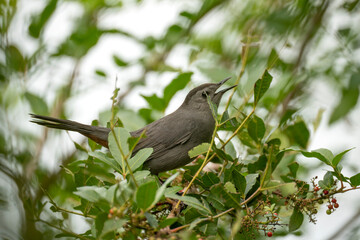 A Gray Catbird bird perched on a tree branch in summer Florida shrubs