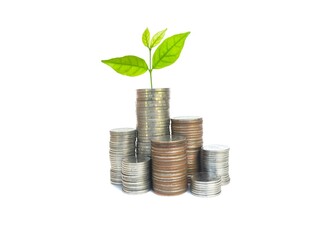 Plant growing on pile of coins lying on white background  The concept of savings, interest, investments and interesting business concepts.