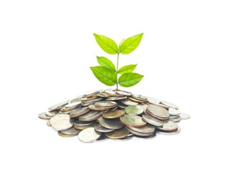 Plant growing on pile of coins lying on white background  The concept of savings, interest, investments and interesting business concepts.