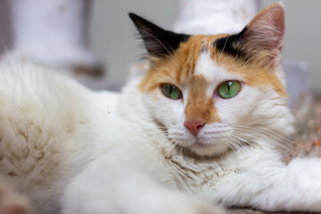 portrait of a cat with eyes