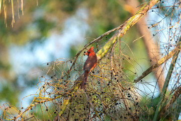 Northern cardinal bird Cardinalis cardinalis perched on a tree branch eating wild berries