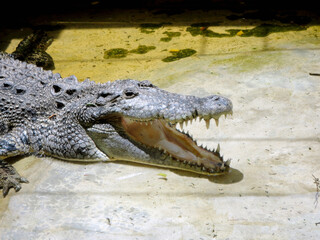 A Crocodile With Open Mouth