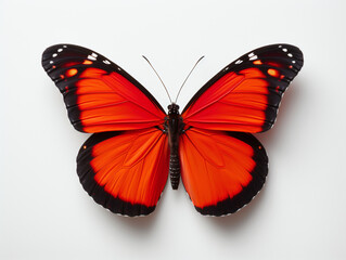 A colourful red butterfly on a white background