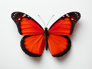 Obraz premium A colourful red butterfly on a white background