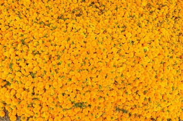 yellow flower texture background