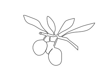 olive tree branch leaves fruit line art
