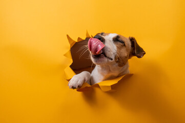 Licking jack russell terrier comes out of a paper orange background tearing it. 