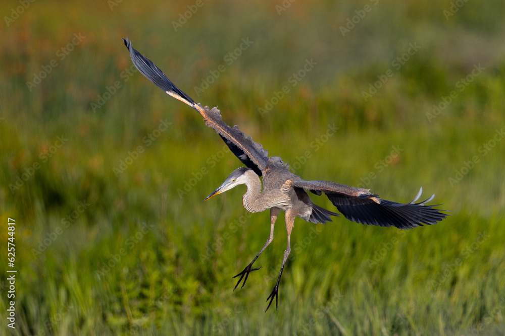 Poster Juvenile great blue heron landing in beautiful light, seen in the wild in North California 