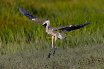 Juvenile great blue heron landing in beautiful light, seen in the wild in North California 