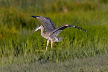 Juvenile great blue heron landing in beautiful light, seen in the wild in North California 
