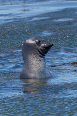 Close up of a Northern elephant seal, seen in the wild in North California