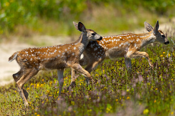 Young black-tailed deer (fawns) seen in the wild in North California