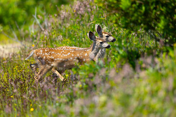 Young black-tailed deer (fawns) seen in the wild in North California