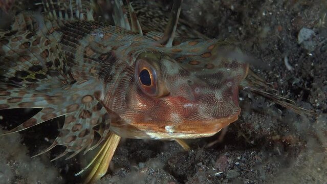 Close-up portrait of an exotic fish at night.
Oriental Flying Gurnard (Dactyloptena orientalis Helmet gurnards) 40 cm. Usually seen in muddy lagoons, adults near grass patches.