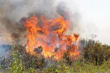 California Wildfire Burning Grass and Trees