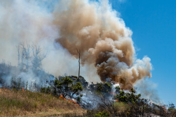 Fototapeta na wymiar California Wildfire Burning Grass and Trees