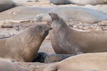Elephant Seals on Beach in Santa Cruz