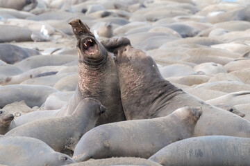 Elephant Seals Fighting