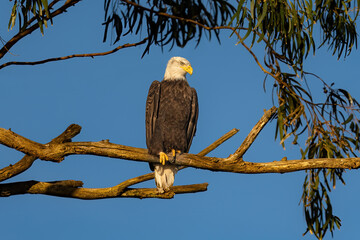 American Bald Eagle sitting in a tree with blue sky background 