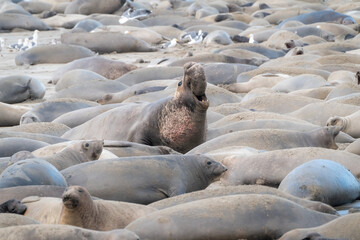 Elephant Seals on Beach in Santa Cruz