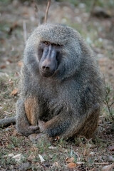 Baboon Sitting