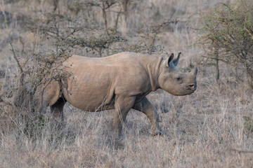 Obraz premium Rhinoceros in Wild
