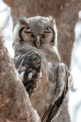 Pink Eyed Owl in Tree