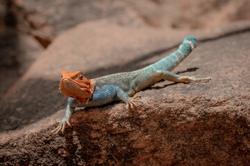 Red Faced Lizard on Rock