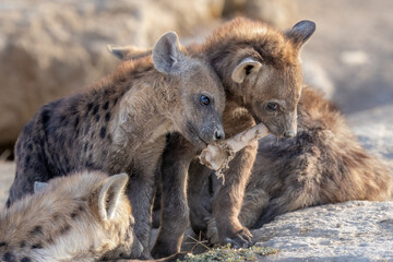 Hyena cubs playing and eating after mama brought food - obrazy, fototapety, plakaty