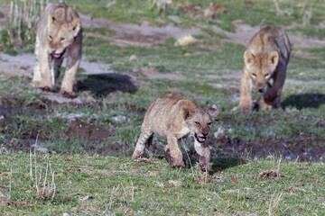 Lion Cubs Crossing a Creek in Kenya