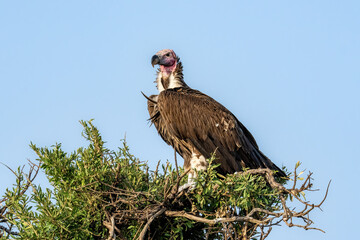 Vulture in a Tree