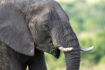 African Elephant in Tsavo National Park, Kenya 