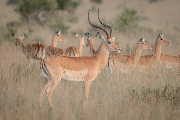 impala in the savannah