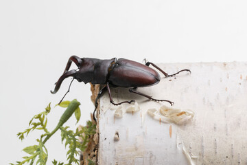 白樺とクワガタ　stag beetle
