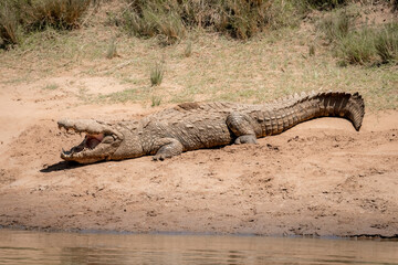 crocodile in the wild on a river bank