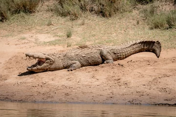 Foto op Plexiglas crocodile in the wild on a river bank © kcapaldo