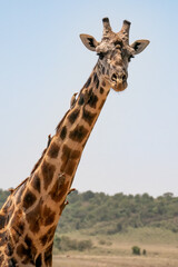 Giraffe in Kenya