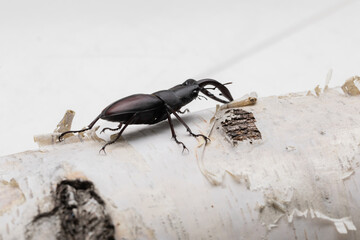 白樺とクワガタ　stag beetle