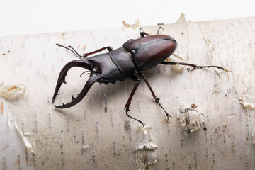 白樺とクワガタ　stag beetle