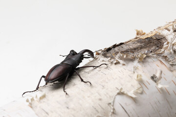 白樺とクワガタ　stag beetle