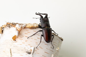 白樺とクワガタ　stag beetle