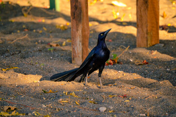 black raven on the beach