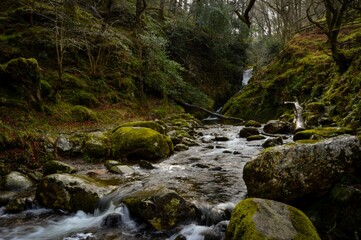 stream in the forest