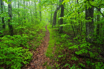 Lush trail in the Great Smoky Mountains National Park, North Carolina