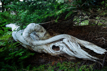 A gnarled old tree trunk shaped like a dinosaur head lies in the woods in Acadia National Park, Maine